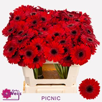 Vollsortiment Gerbera PICNIC - 1 Stiel